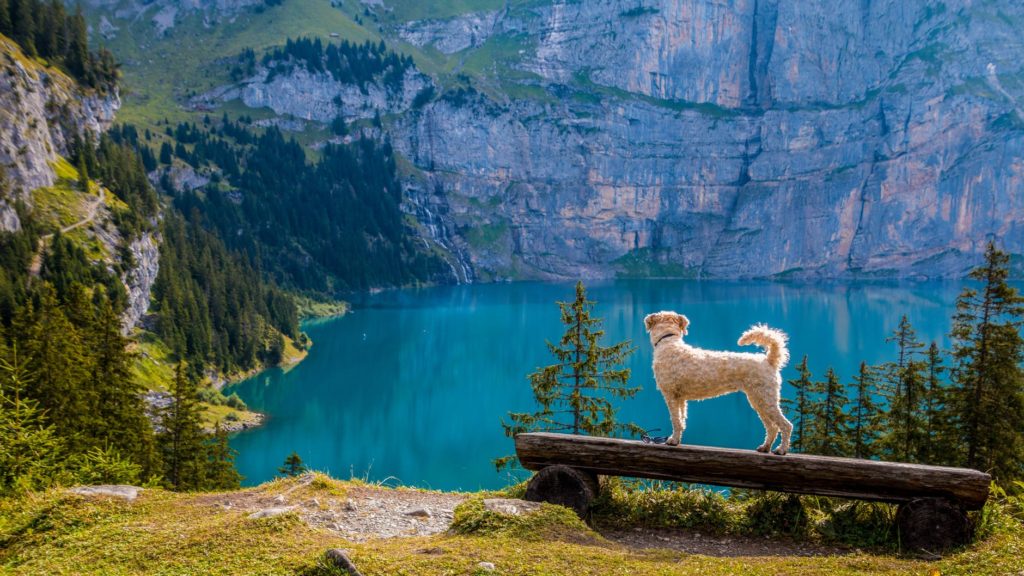 dog in front of lake